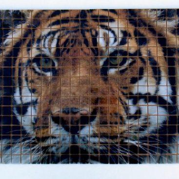 HD Mosaico Vidrio Lion